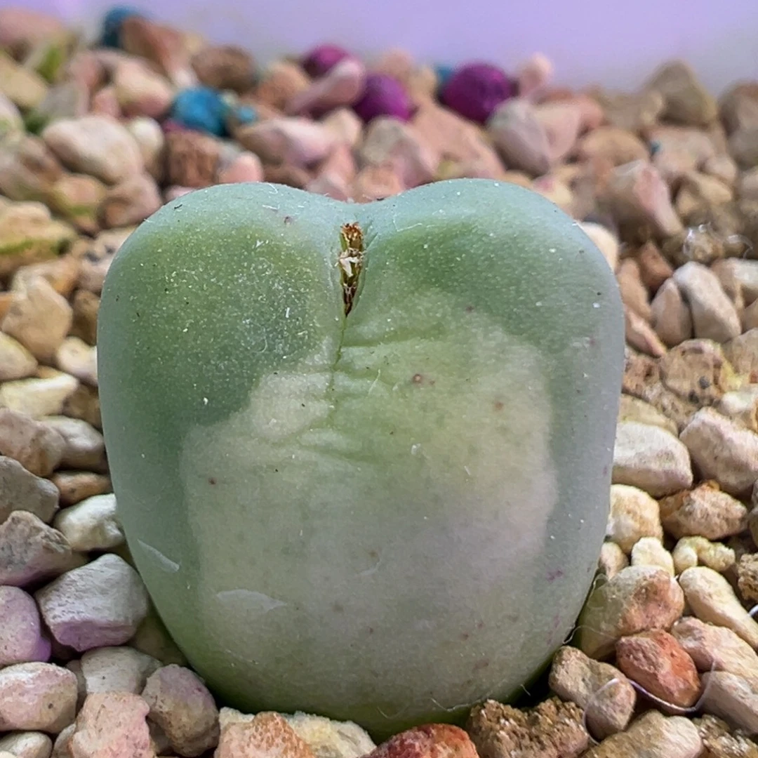 拉姆锦  肉锥植物