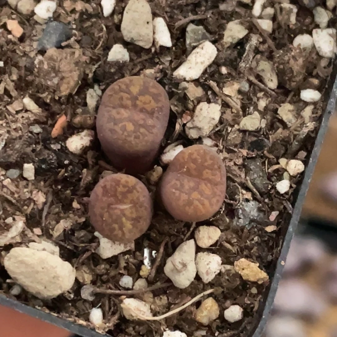 12-140朱雀勋章肉锥