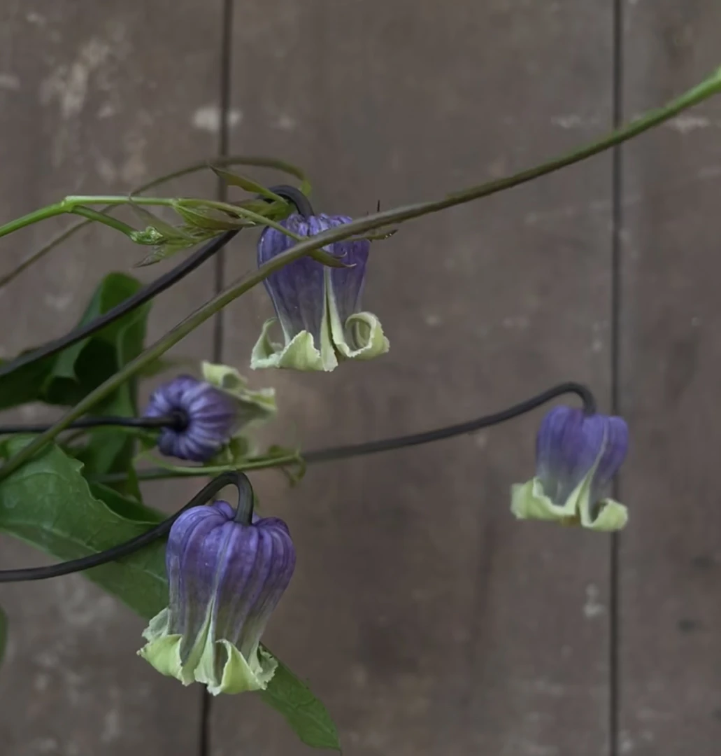 青瓷 铃铛铁线莲