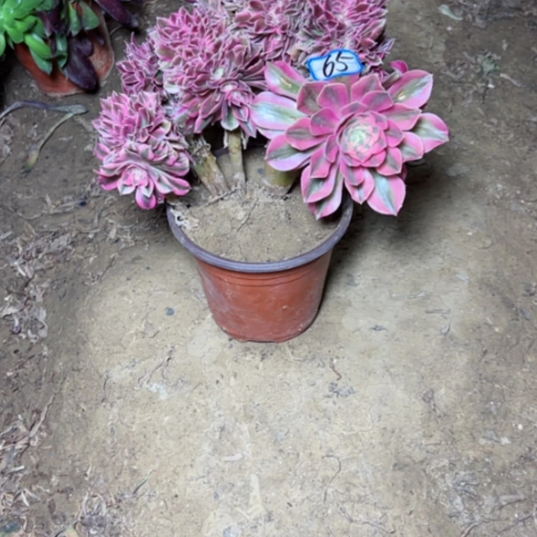 【闪购商品】多肉植物粉女巫65
