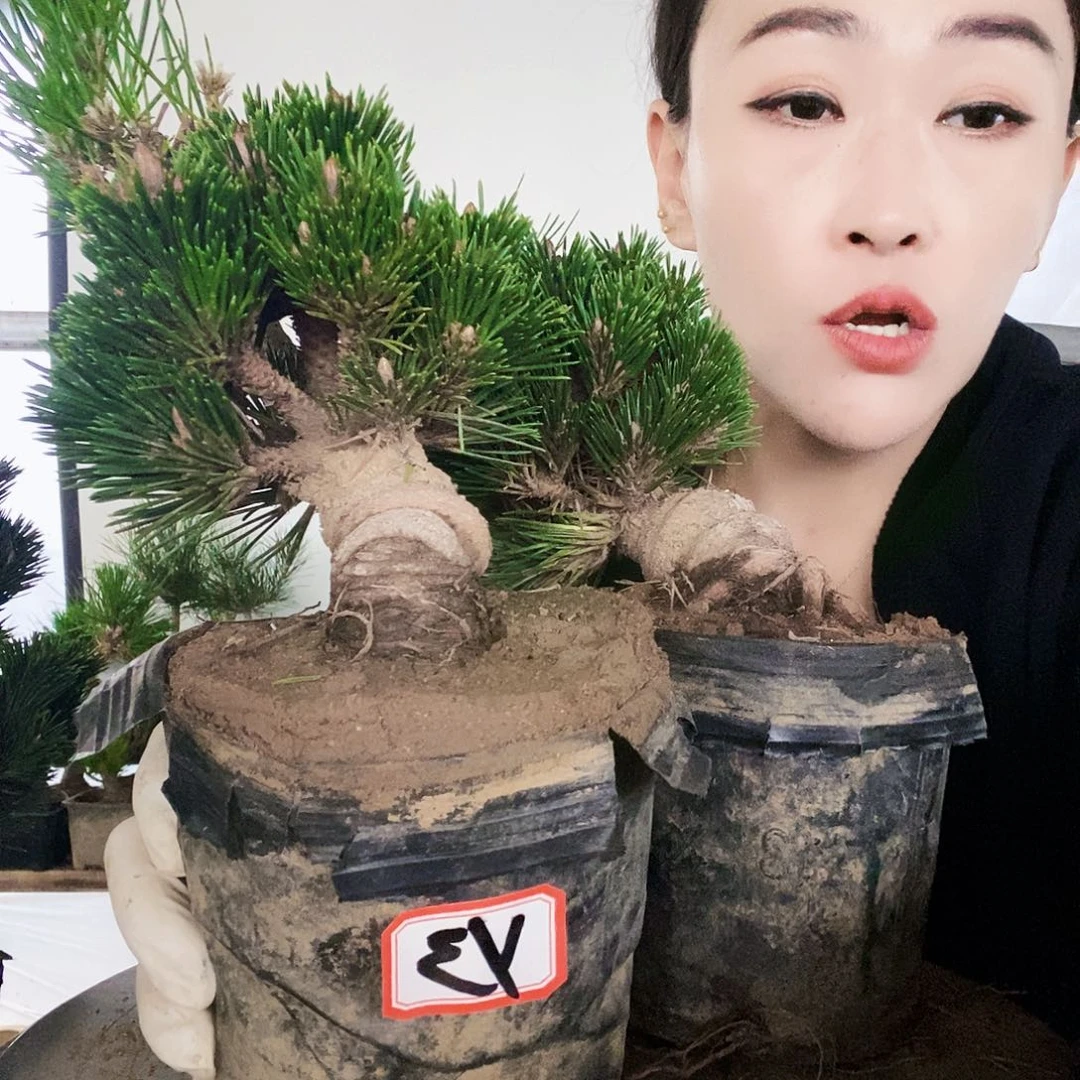 无花朵植物形态多年生草本