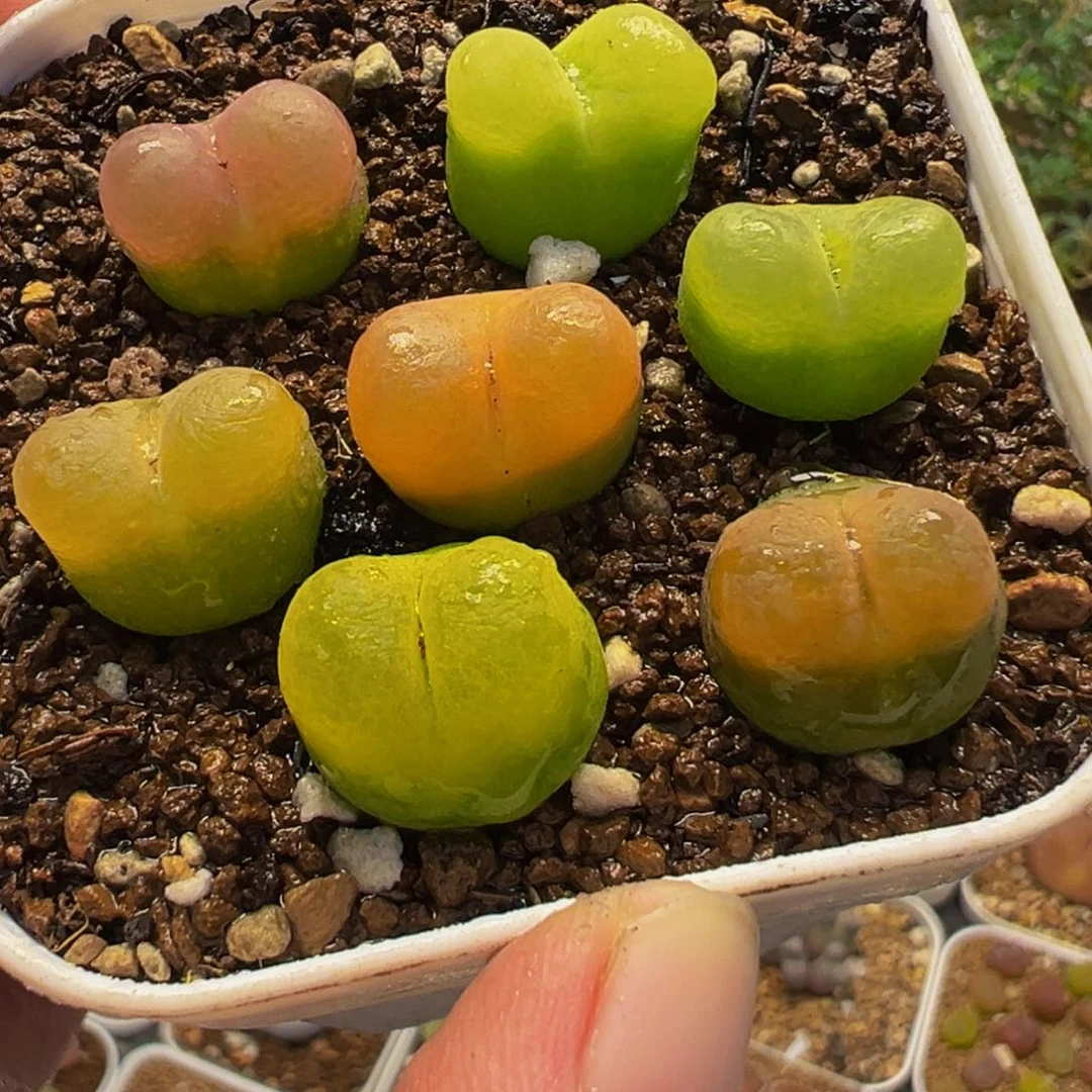 352多肉植物种类多样