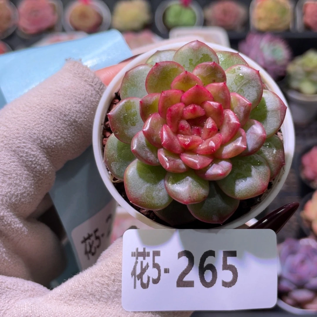 花利美5-265露水红颜