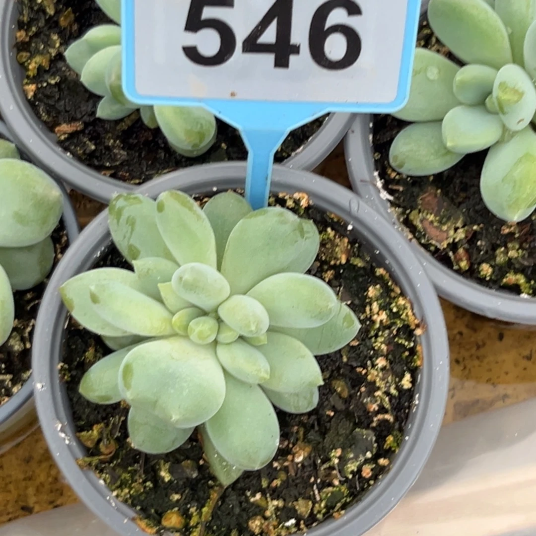 多肉植物胖体哥特缀化546