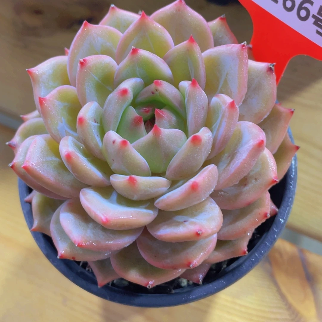 1266号 睫毛黄透夜魔侠