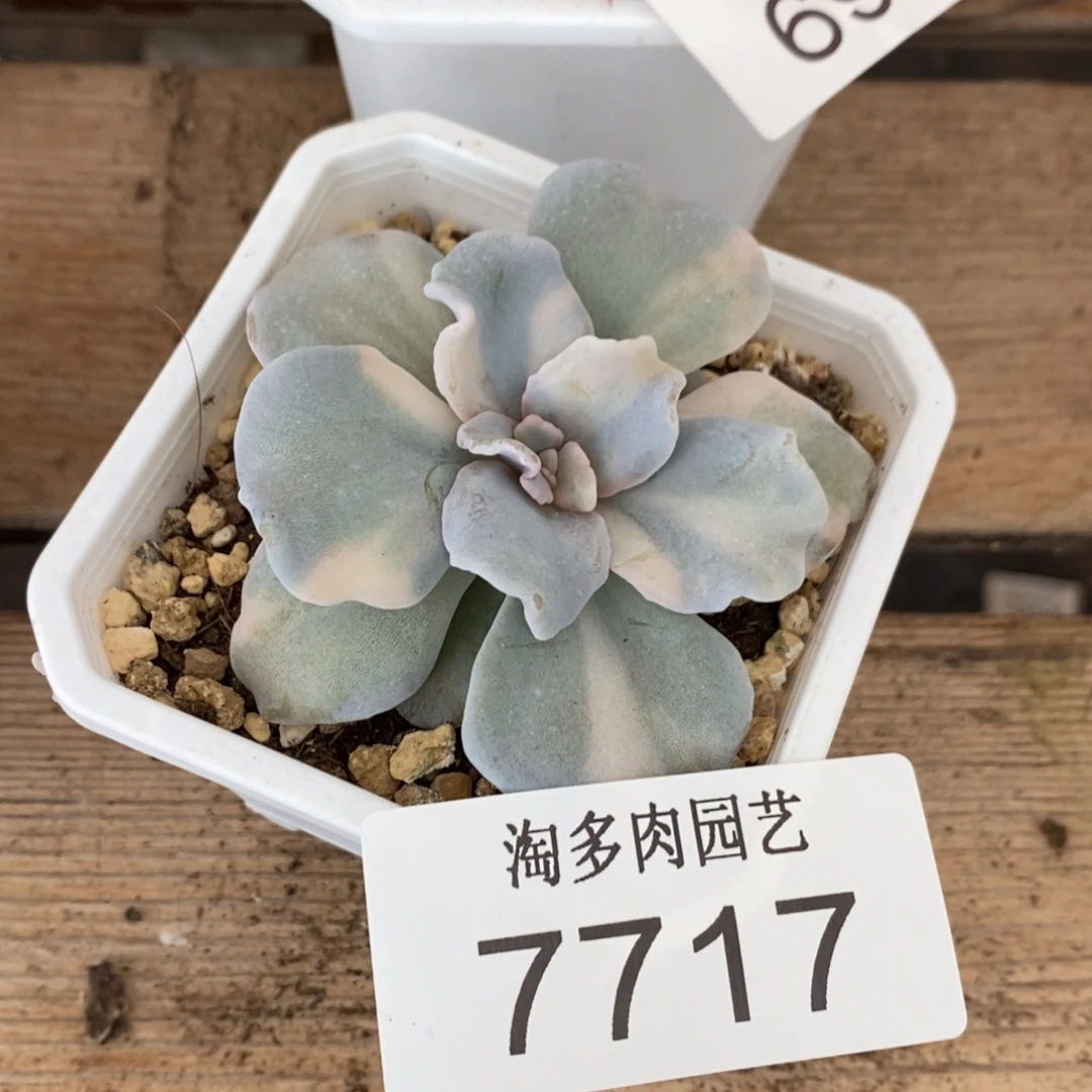 饺子皮多肉植物7717