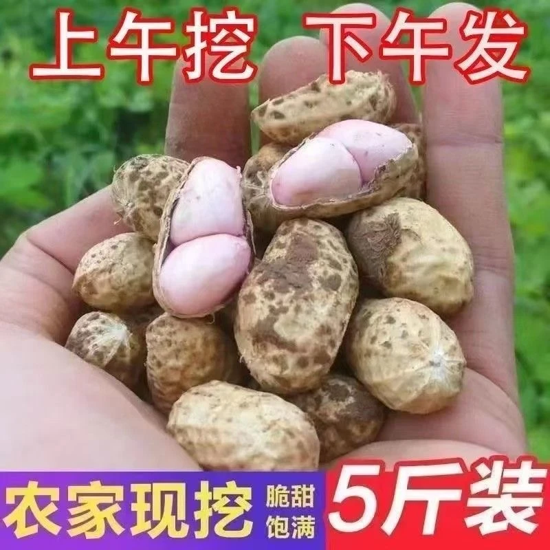 DW【农家鲜花生】现采现发可做水煮花生凉拌菜新鲜发货农家产放心购