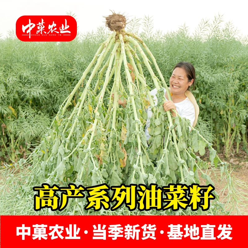 中菓农业高产油菜种子抗病高产籽粒大油菜品种油菜种子推荐