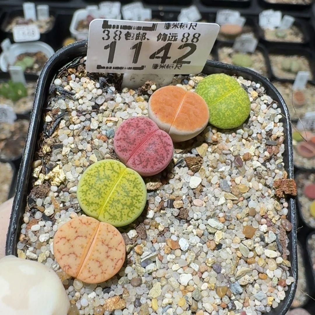 zzzzz生石花肉锥1142