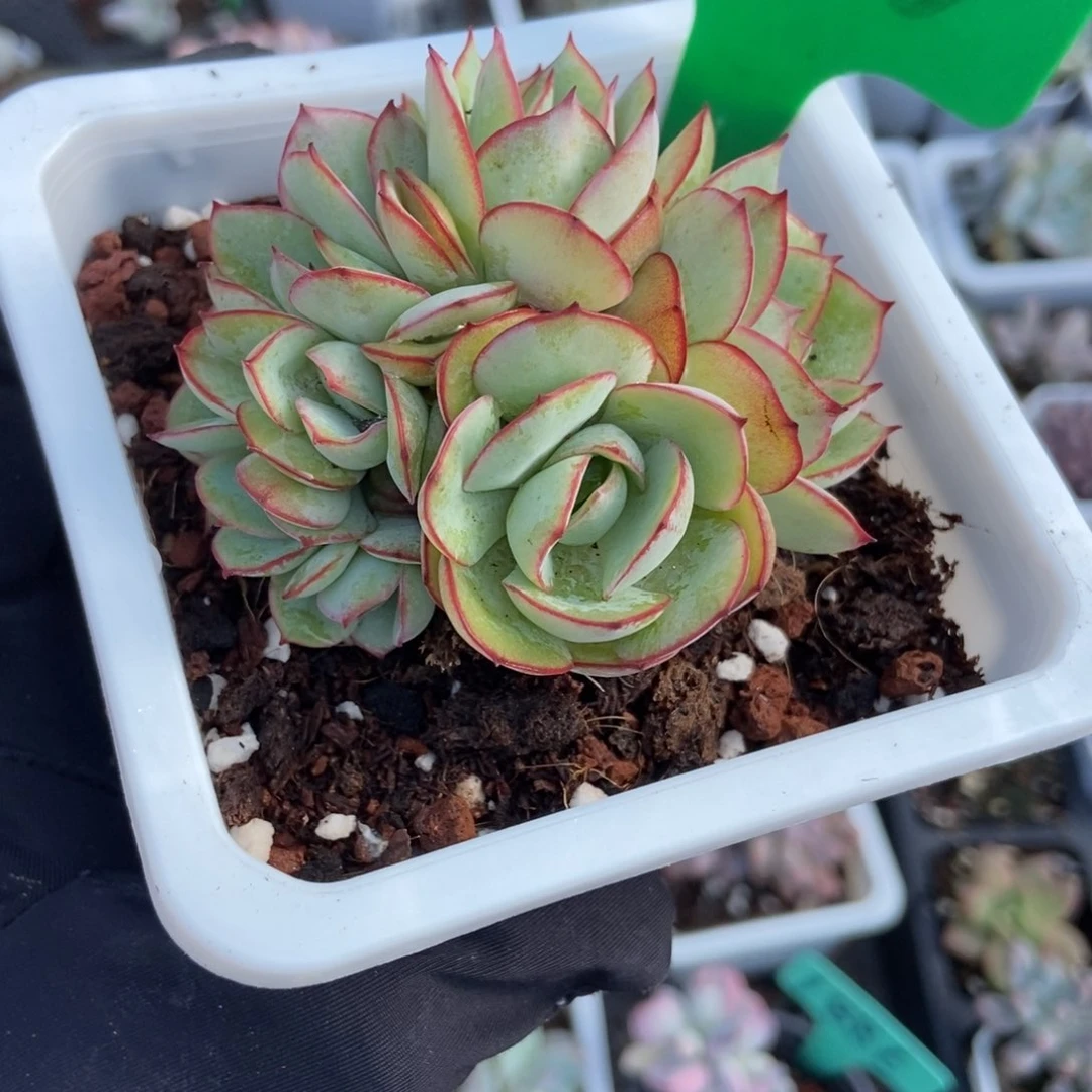 1666牡丹亭多肉植物