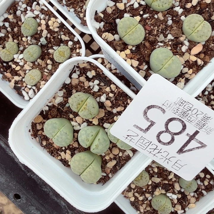 是不是很喜欢这个风格哟485