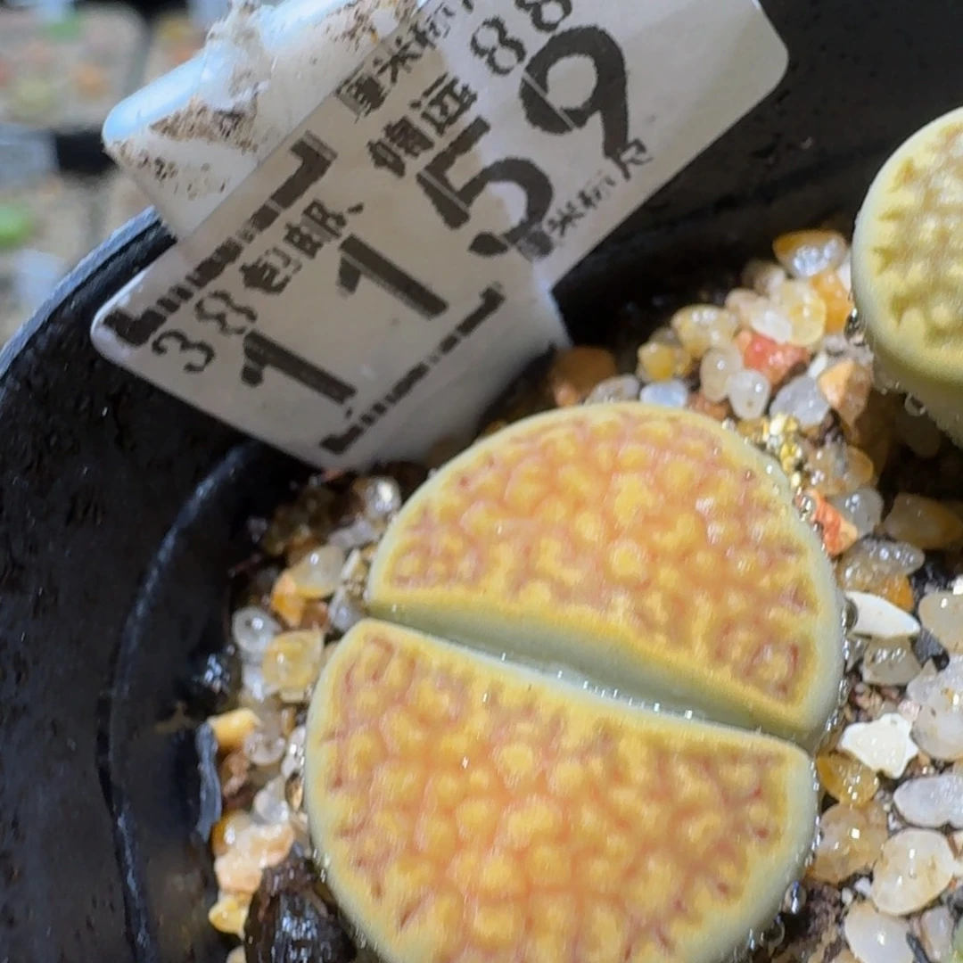 Ssss精品生石花1159
