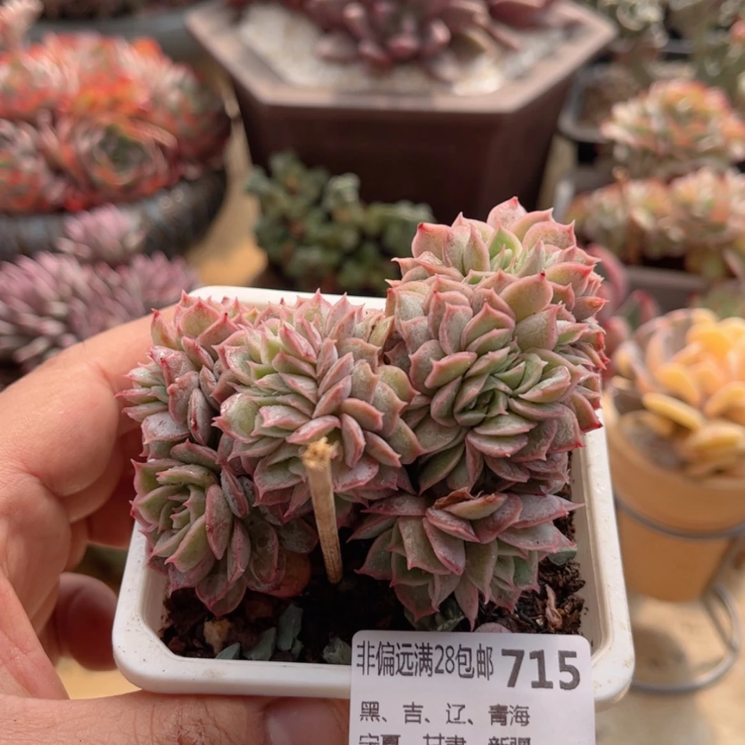 【闪购商品】715昂斯诺缀