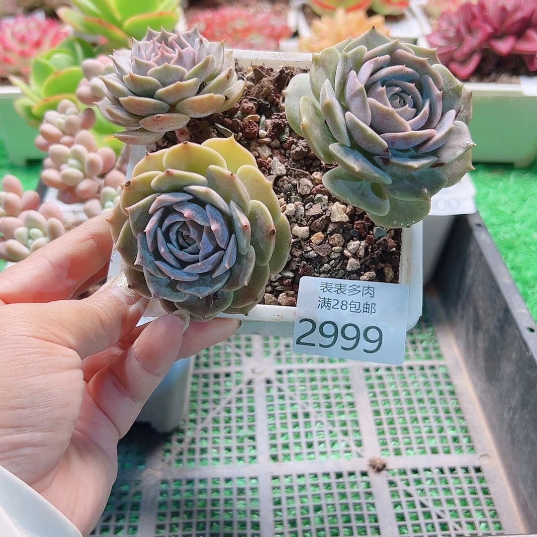 多肉一物一拍植物2999