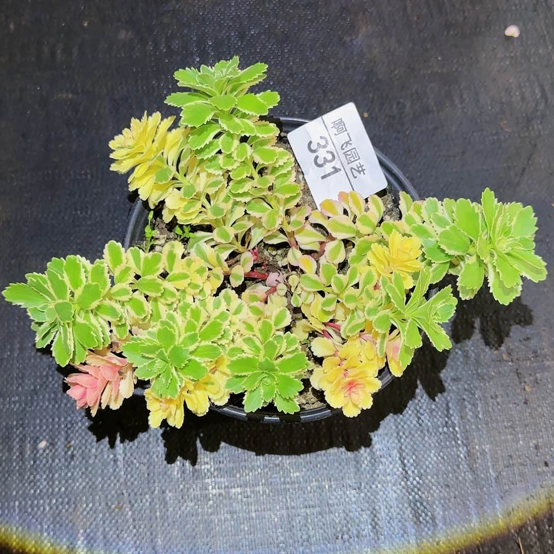 用****8331多肉 亚特兰蒂斯 中奖