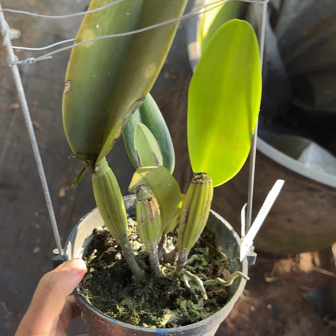 完全开放小牛卡特兰