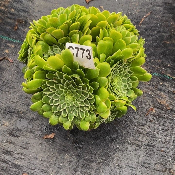 翡翠冰多肉植物773