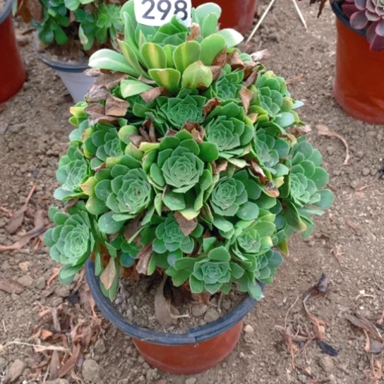 298多肉植物绿芽肉