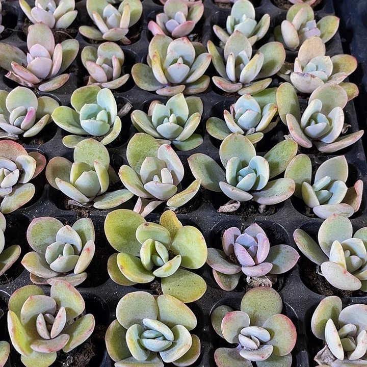 小奶茶1元带土发货