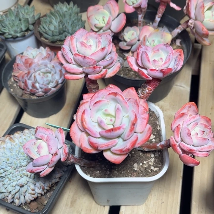 白月光多肉植物370