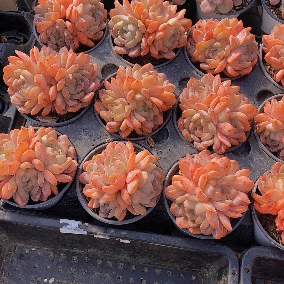 0209-全明星大三头母本福利一颗 量拍