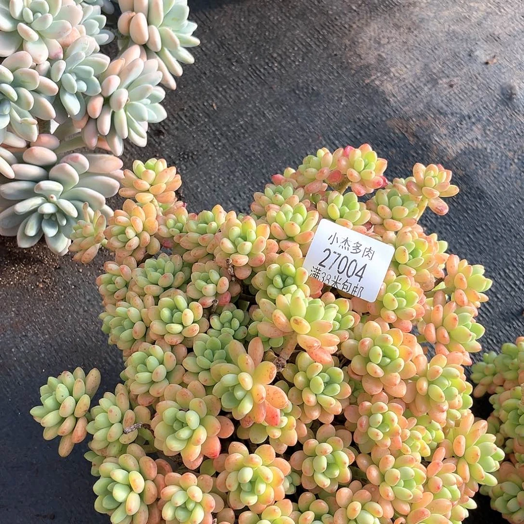 不知名肉肉27004