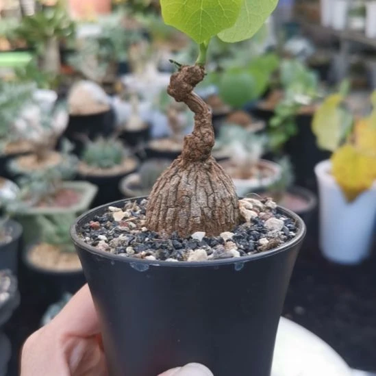 龙甲龟 荔枝龟 一物一拍
