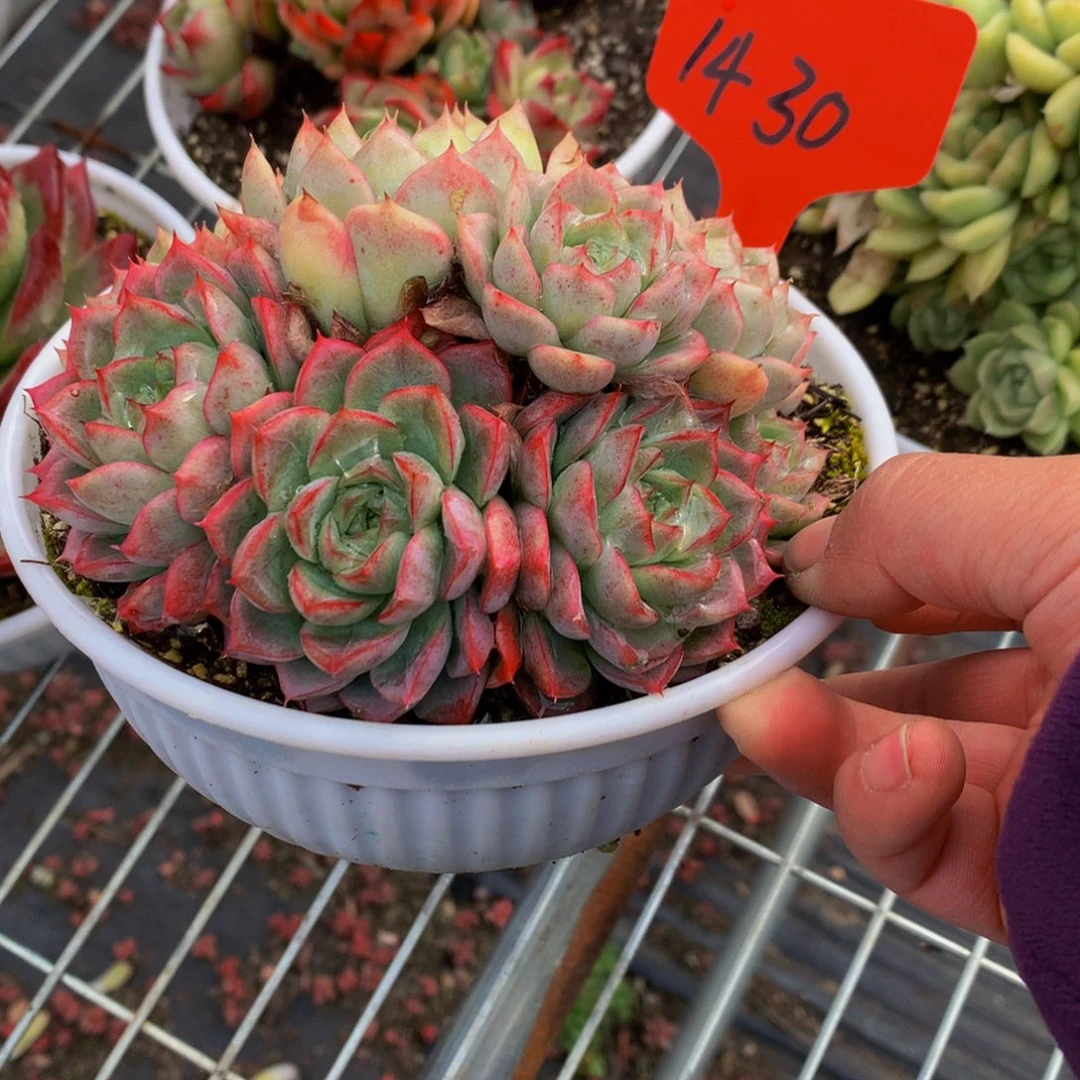 1430-5-12一物一拍