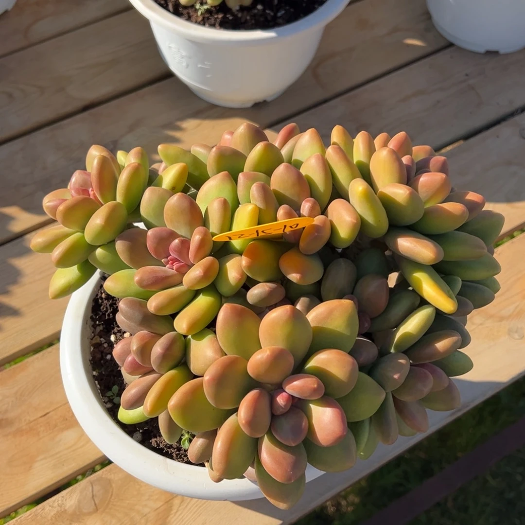 12-15-10芒果奶多肉植物