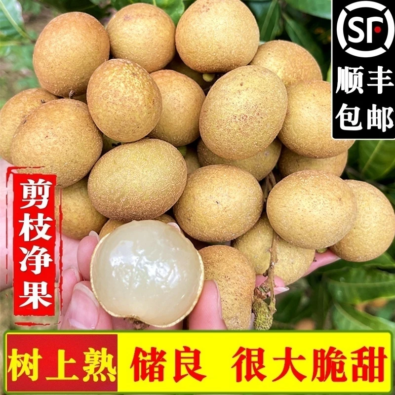 （顺丰次日达）储良龙眼新鲜水果茂名特产农家现摘现发纯甜桂圆新鲜龙眼
