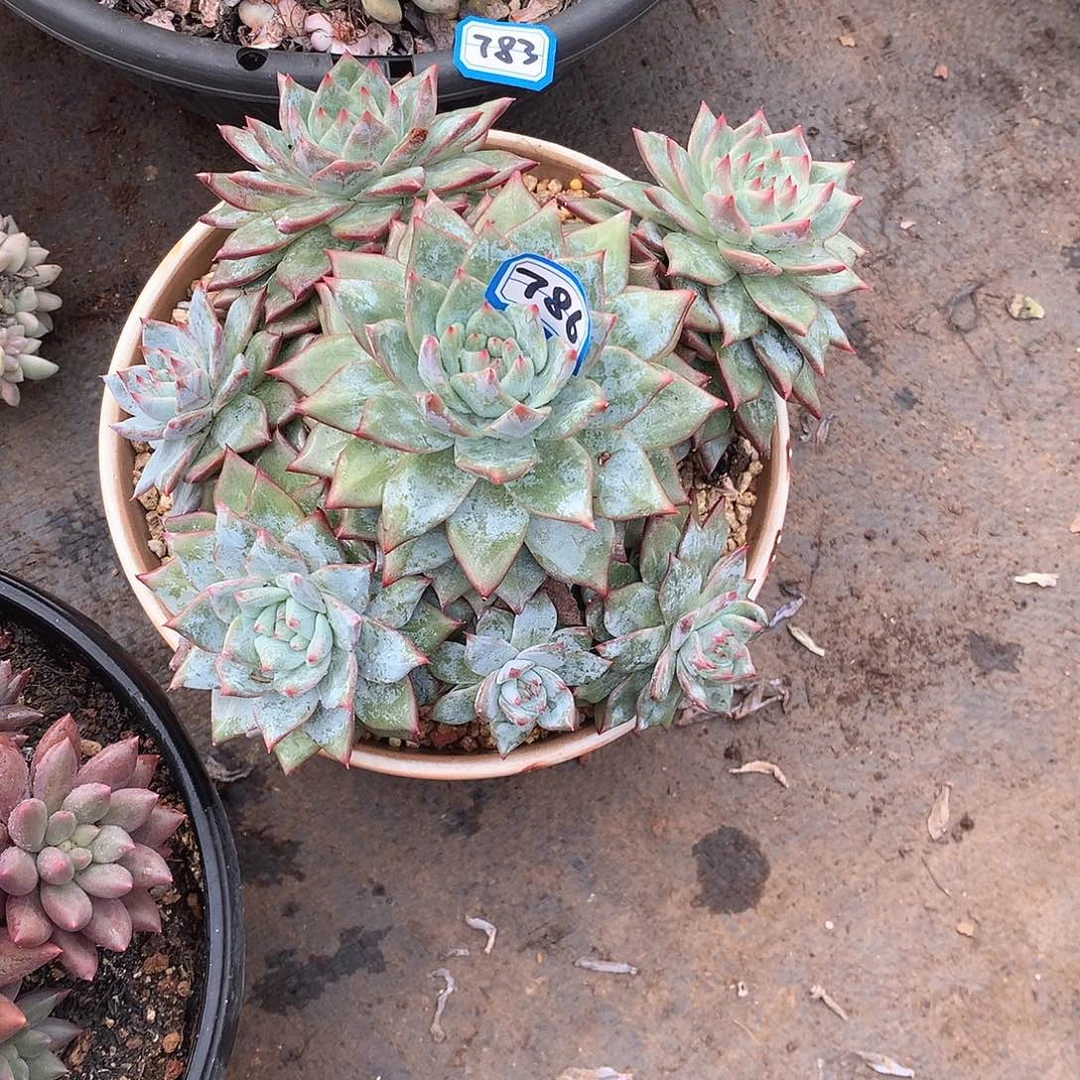 786蓝鸟一物一拍多肉