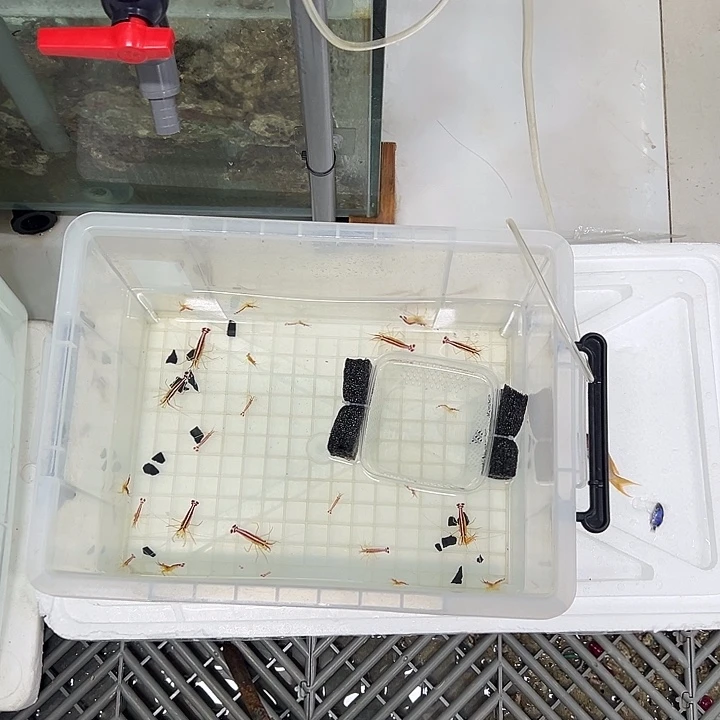 海水鱼医生虾小尺寸，到货需要开箱视频