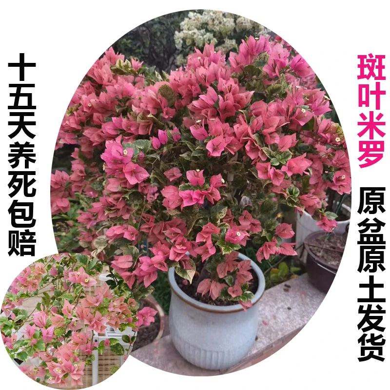 斑叶米罗(三角梅)原生大苗四季开花老桩爬藤植物