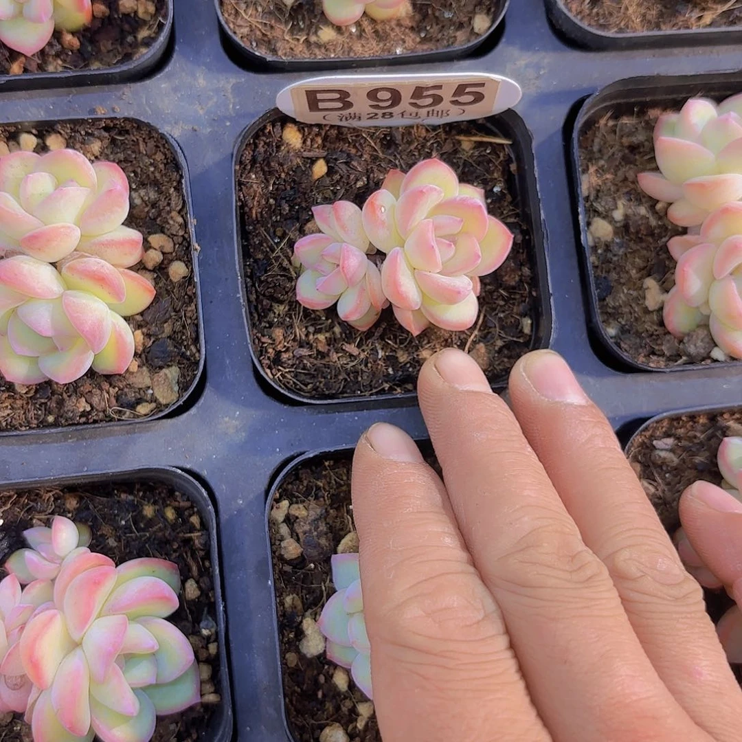 B955泡芙一物一拍