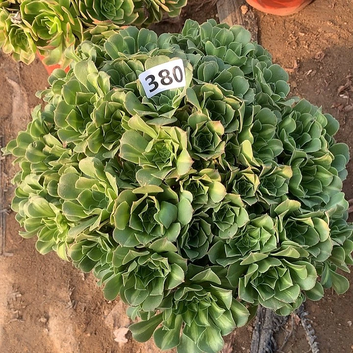 翡翠琉璃朵朵380号