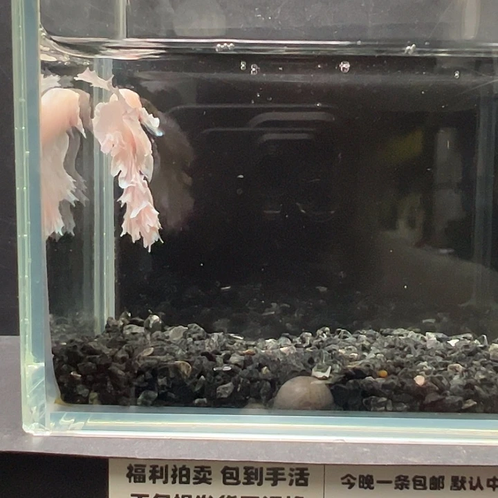 斗鱼跑单拉黑14日30