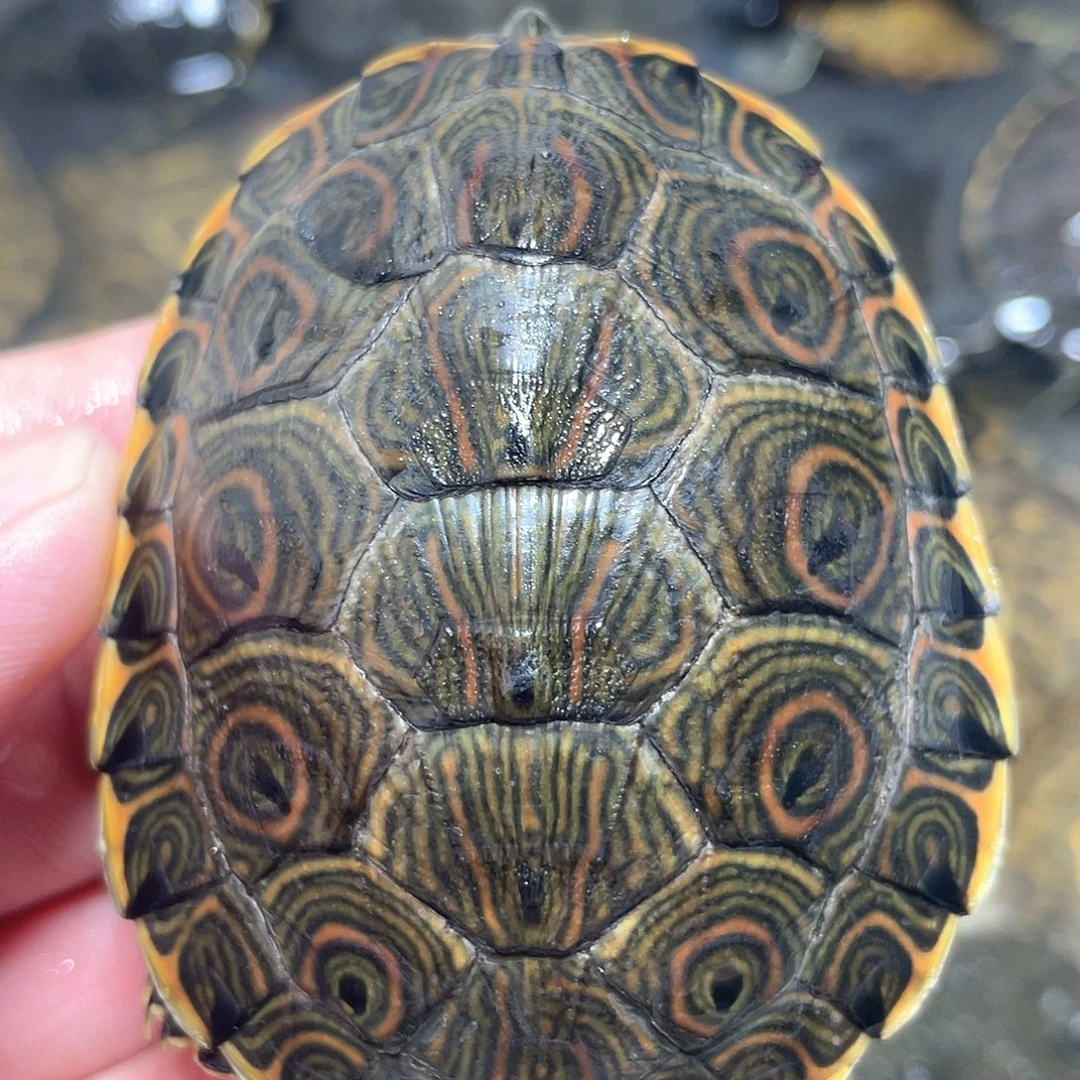 宠物龟不分公母7错甲