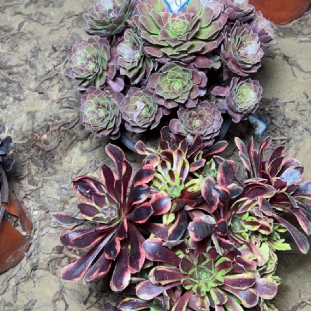 【闪购商品】断枝不包67