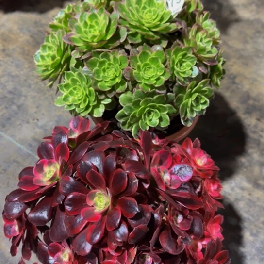 开播福利美杜莎，万彩灯0757做双层保温发货