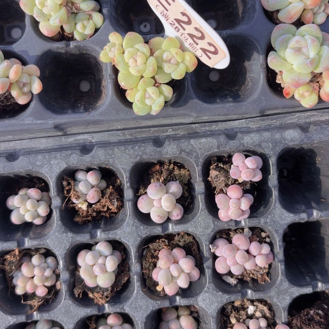 屁***肉E222冰玉一物语拍