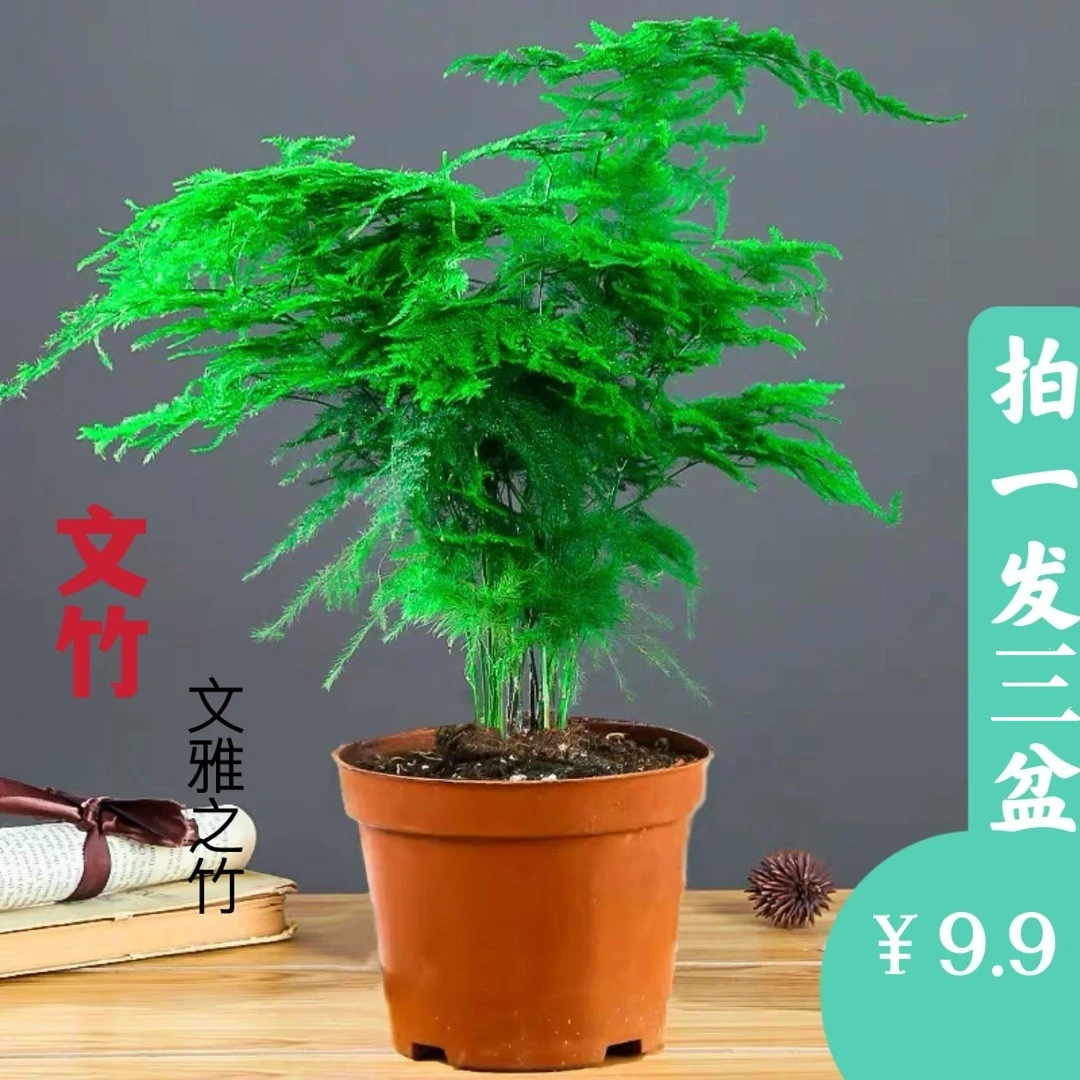 【拍一发三】文竹盆栽室内绿植好养耐寒四季常青客厅办公室桌面植物