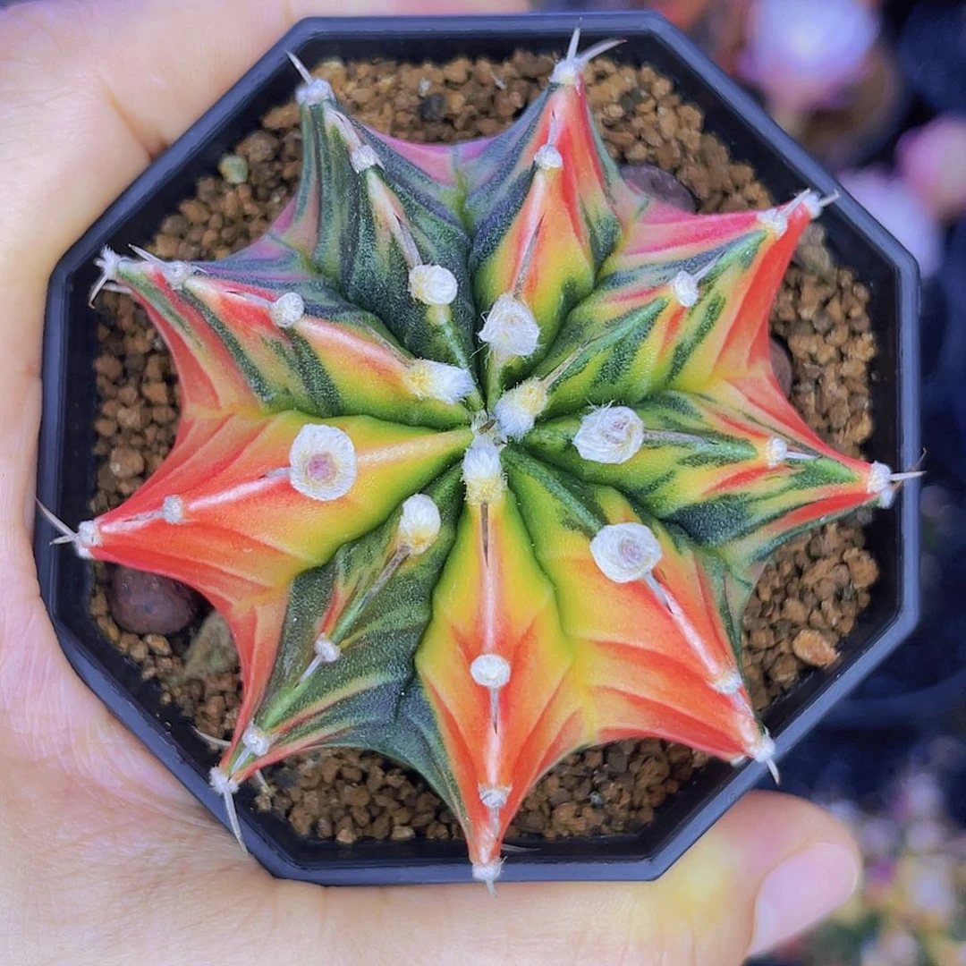 米哈洛维奇 实生肋骨锦