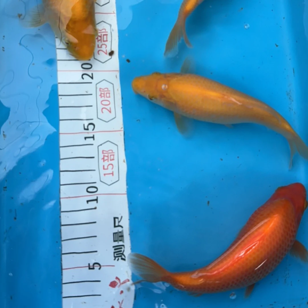 芥女皇 锦鲤 包邮