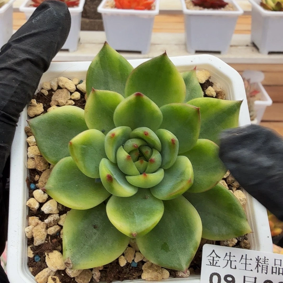 0930-31月亮石锦单头