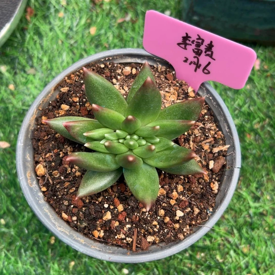 一物一拍链接，李富贵，布丁美人