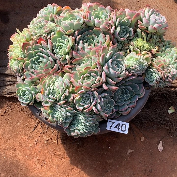 740香妃 一物一拍多肉