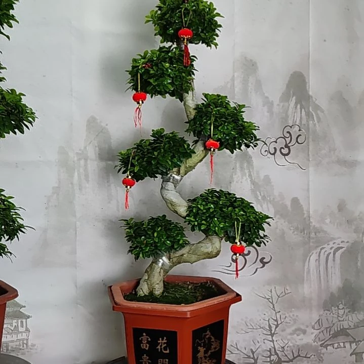 完全开放小叶金钱榕