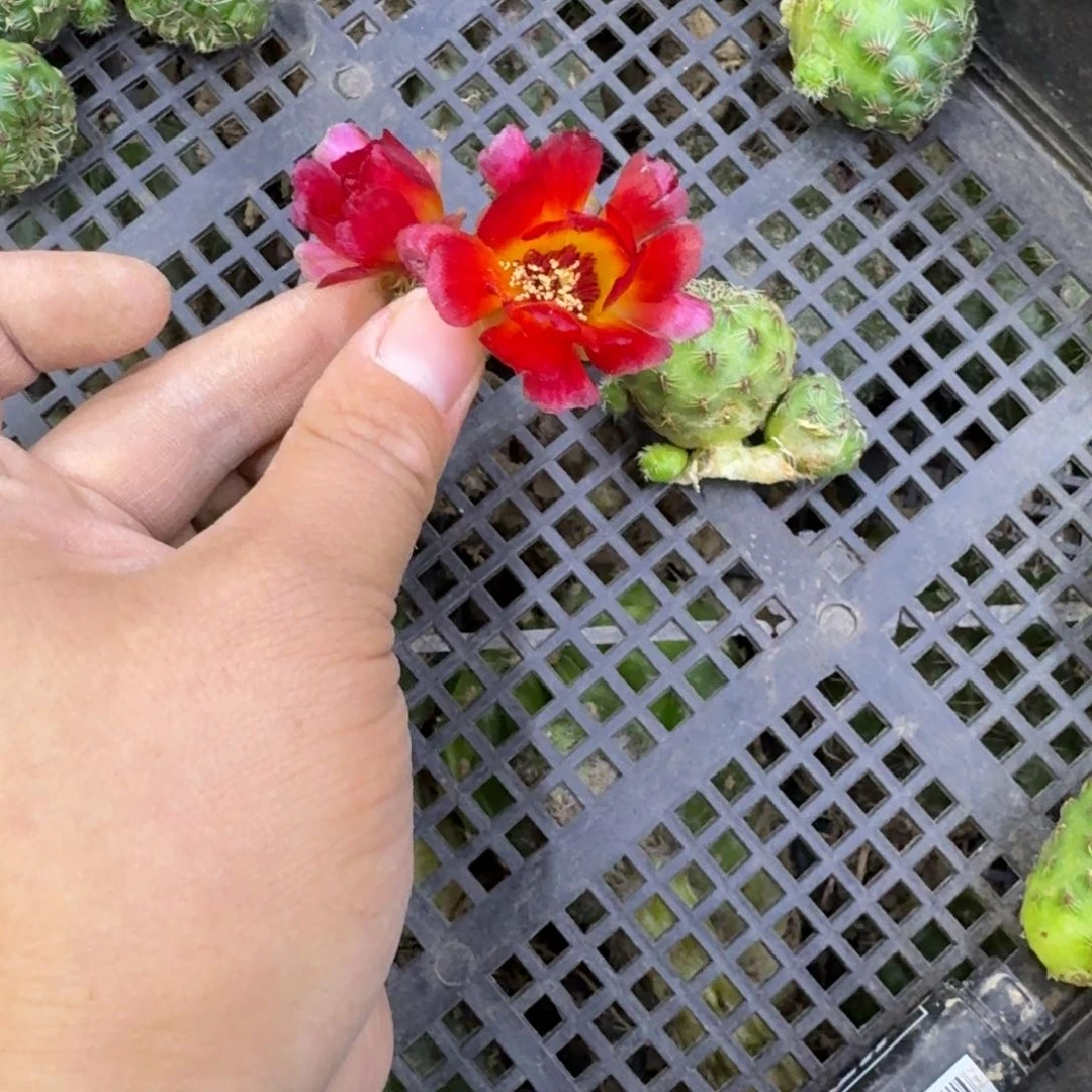 465勾宝火焰很小2个，20包邮