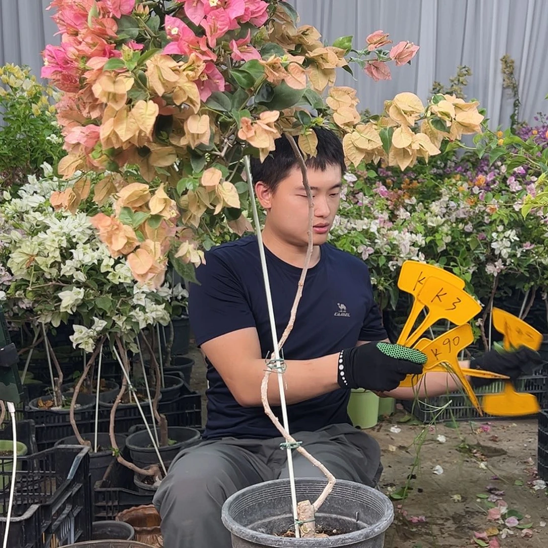 八***岁大部分花苞少量开放K16米罗