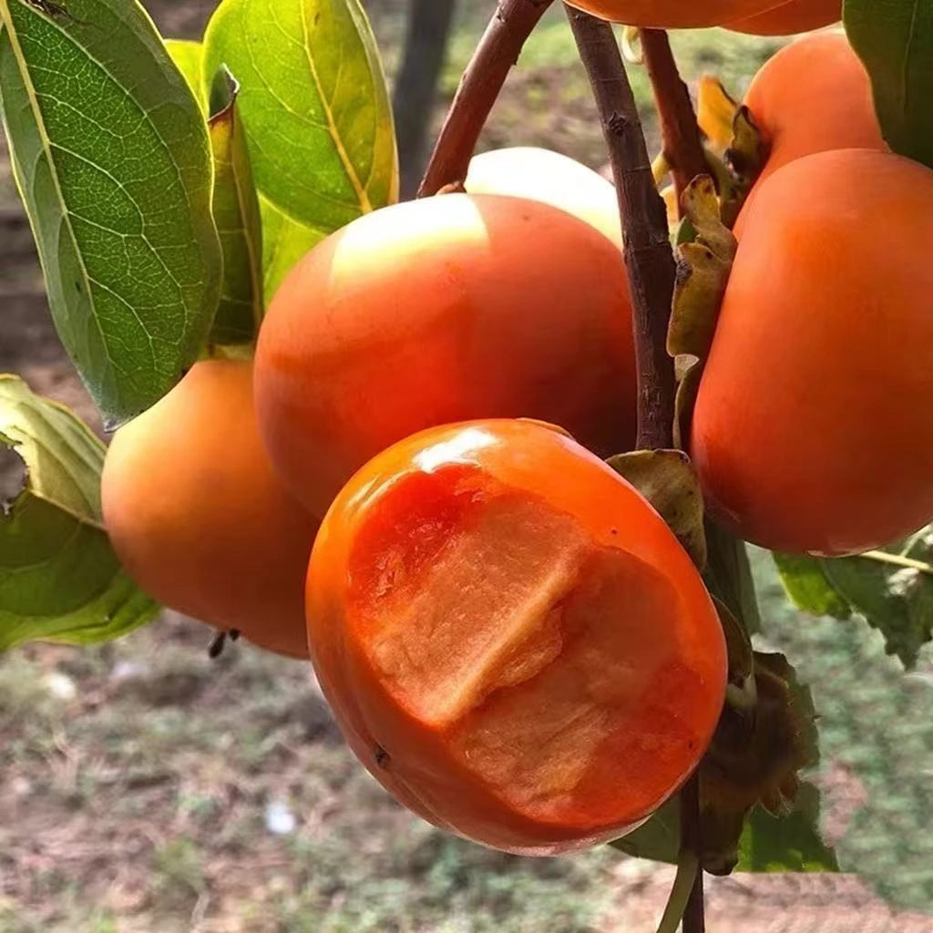柿子树果·果树苗·南方北方庭院盆栽均可·嫁接脆甜柿子树